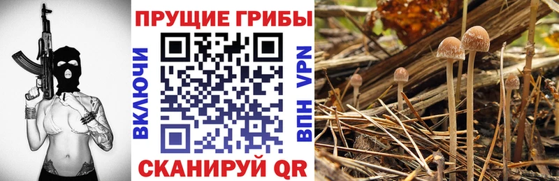 сколько стоит  Серпухов  Галлюциногенные грибы Magic Shrooms 
